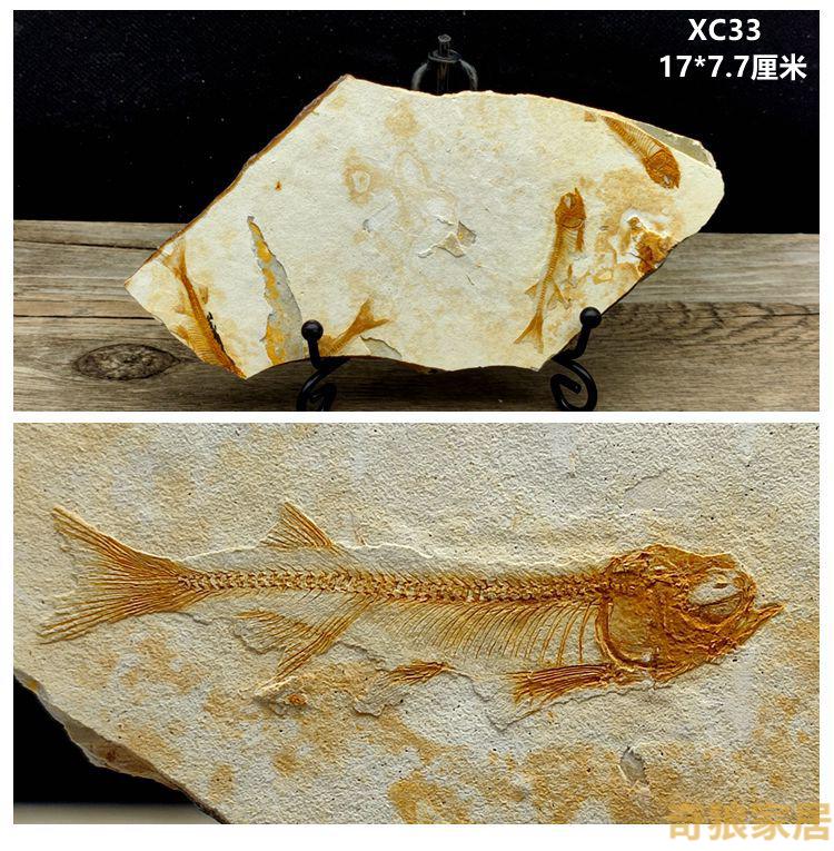珠筠 朝阳辽西天然化石群鱼化石古生物动物化石科普教学标本 香槟色 x