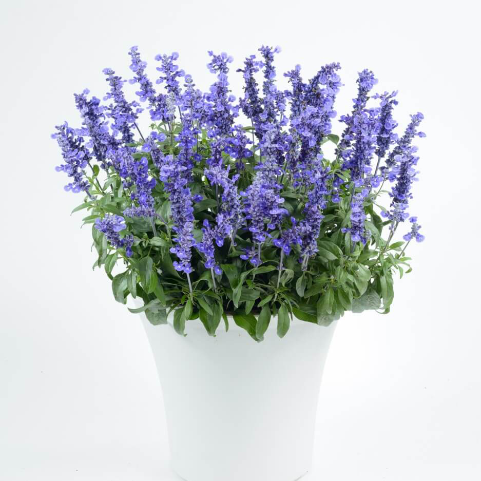 粉萼鼠尾草 salvia farinacea多年生香草植物 花期长 【粉萼鼠尾草】