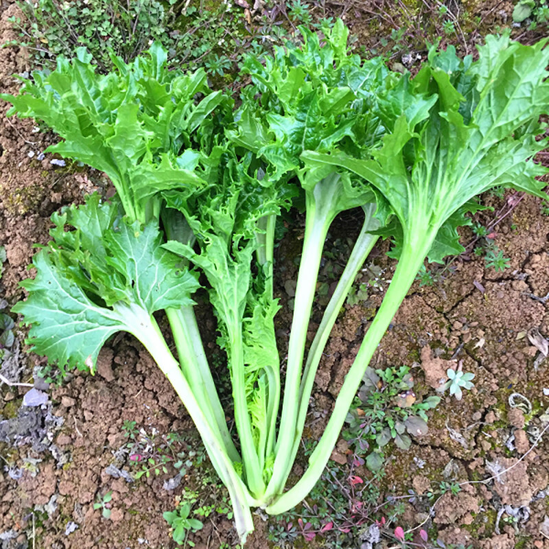 香葉菜種子美味香芥菜種籽特色小青菜四川春秋冬季農家田園蔬菜孑