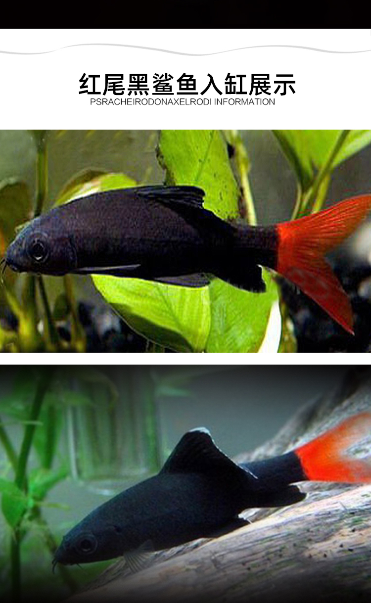 除丝状藻类底栖泰国红尾黑鲨观赏鱼活体吃绿藻吃青苔鼠鱼活体水财神