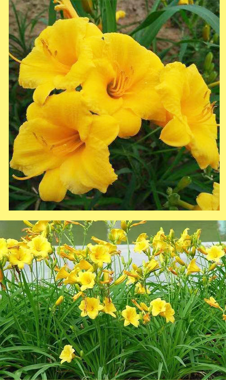 金娃娃萱草花苗庭院种植四季开花工程绿化耐寒耐旱金娃娃宿根花卉金