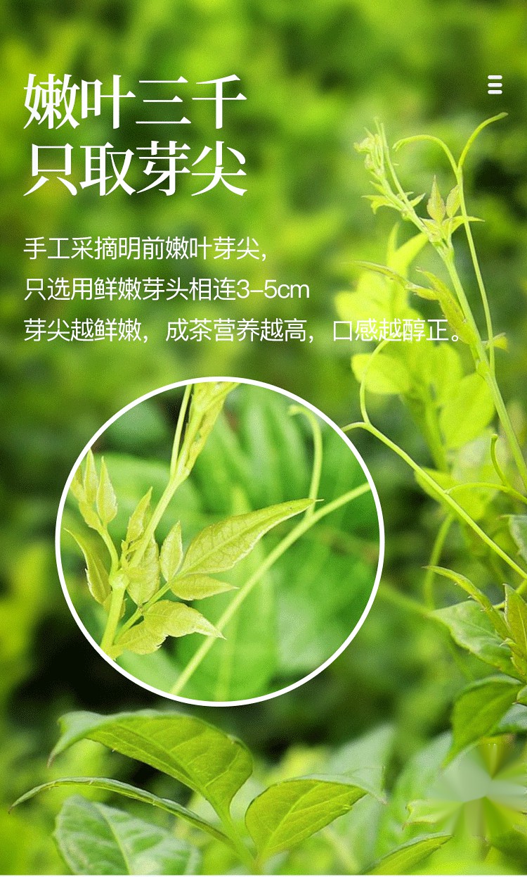 5折 張家界龍鬚莓茶嫩芽尖藤茶湖南土家茅巖河莓茶非野生黴茶50g