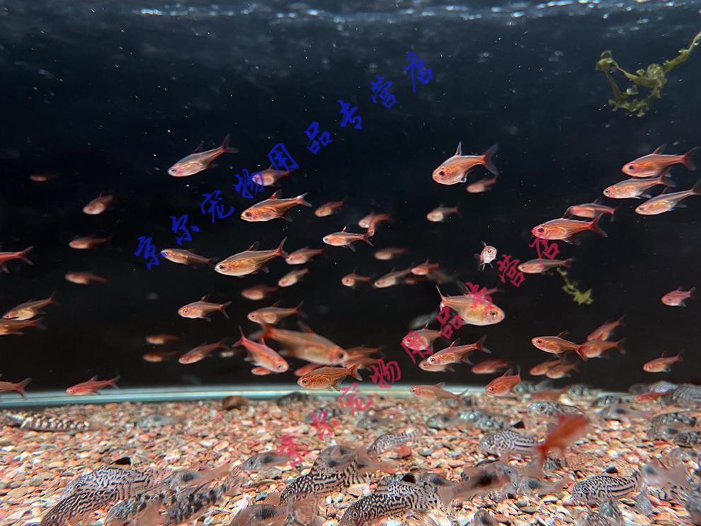 天弗观赏鱼喷火灯火焰灯鱼精品稀有热带鱼淡水群游红绿灯科鱼1825cm网