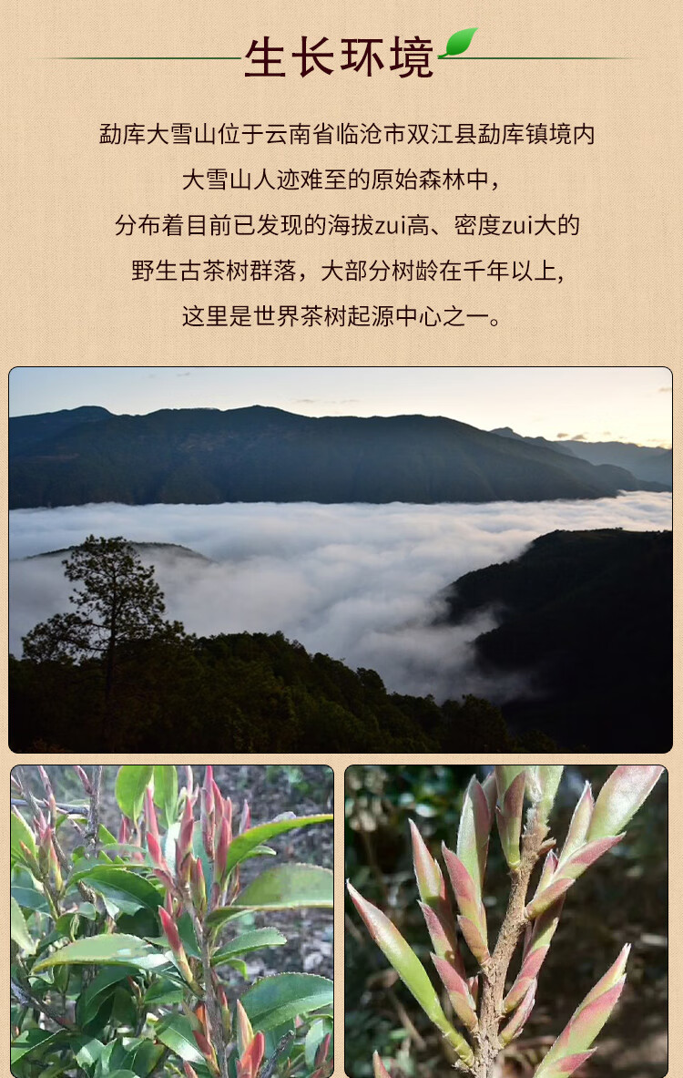 端午节5折2022新茶春茶临沧大雪山紫芽茶100g正宗古树紫芽孢生茶散茶