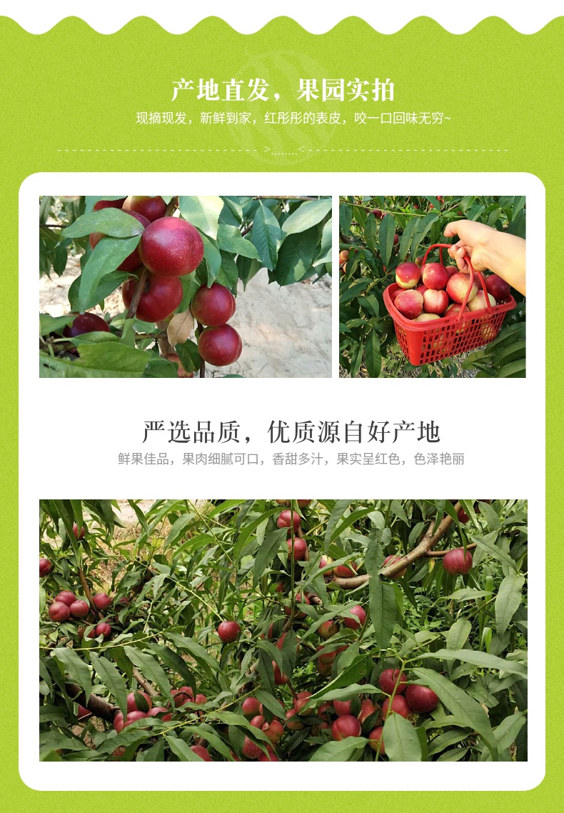 珍珠枣油桃品种介绍图片