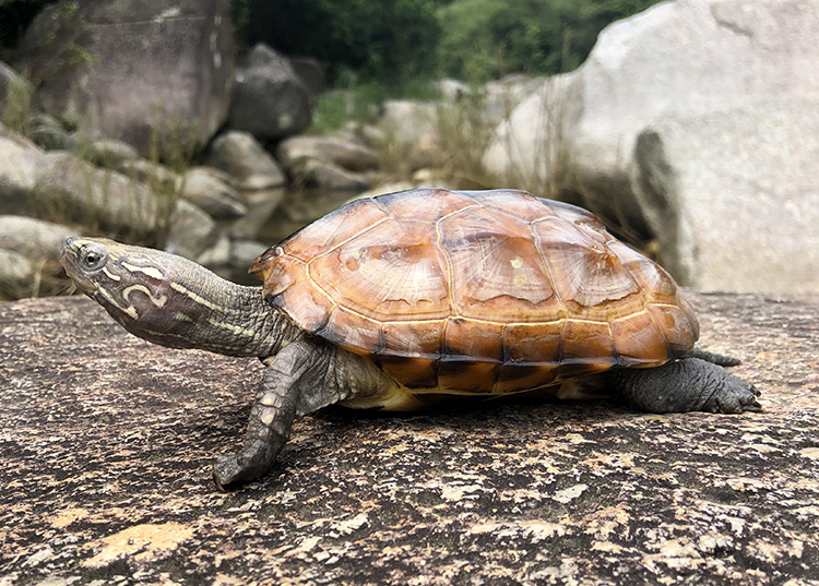 金龟中华金线龟正宗金龟苗宠物小乌龟长寿大龟活物包活1只装龟粮养殖