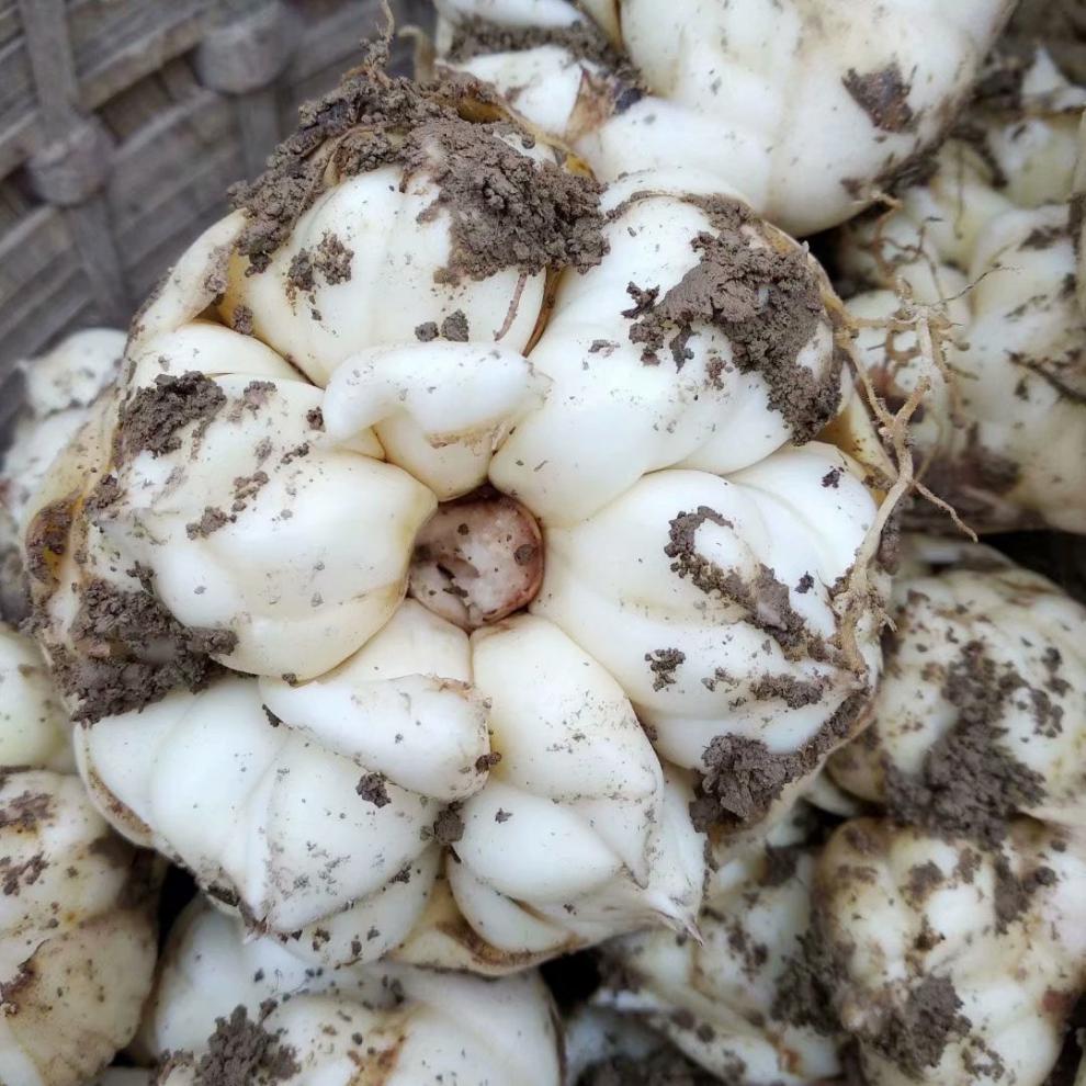 龙山新鲜百合精选农家现挖特产百合精品鲜白合鲜百合5斤装