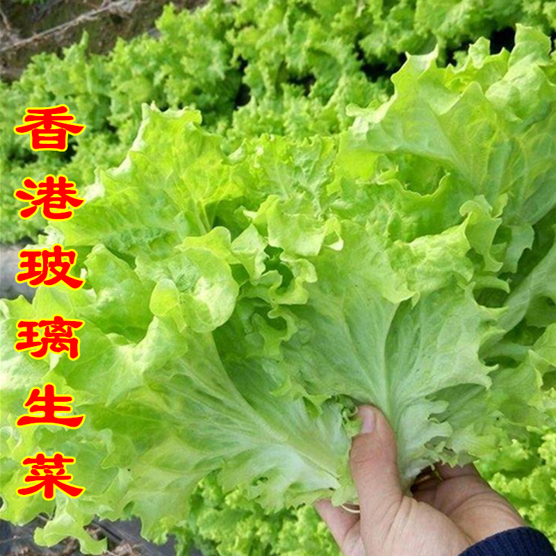 奶油生菜種子四季快菜沙拉小白菜種籽陽臺菜種盆栽蔬菜孑小青菜種