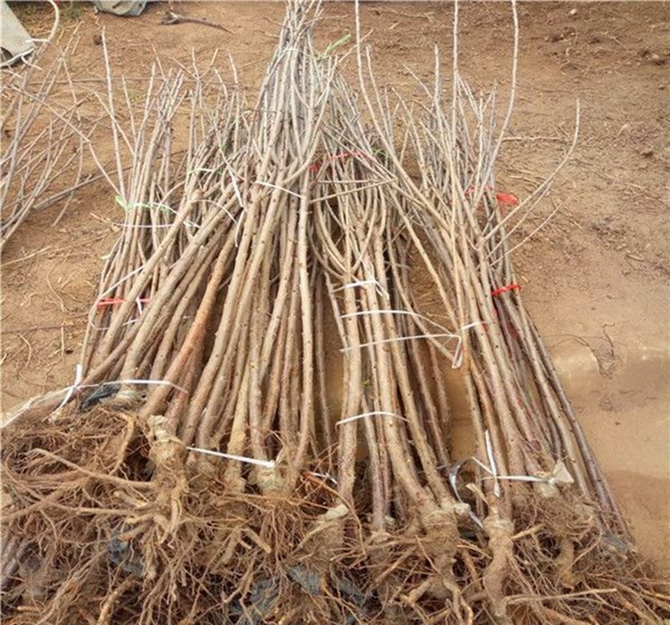 楠致 樱桃树苗车厘子苗乌克兰大樱桃果树苗嫁接苗南方北方种植水果