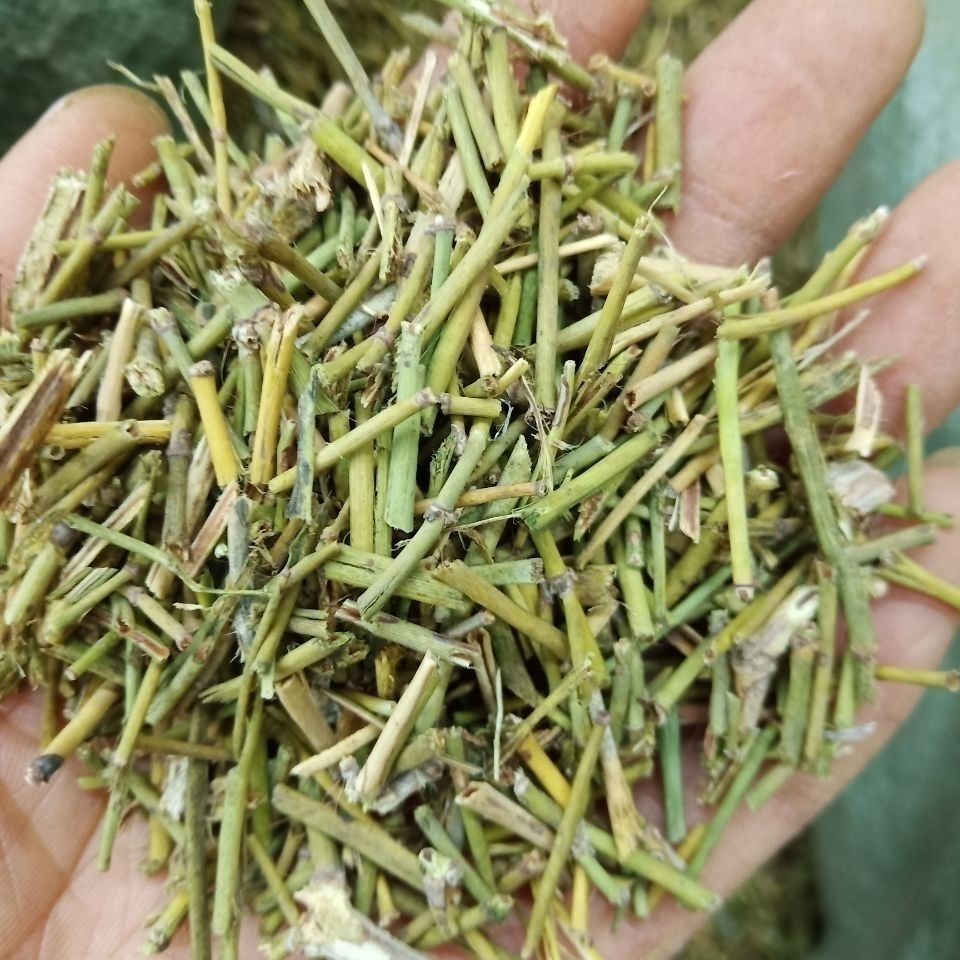 中药材麻黄根苦椿菜止汗色道麻结力根麻黄根披发生麻黄100克