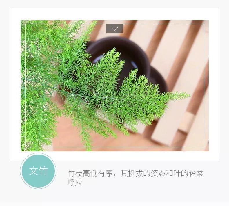 13，發財樹盆栽文竹室內花卉小盆景辦公室綠色植物客厛金錢樹盆栽 【錢袋盆+文竹+種植土