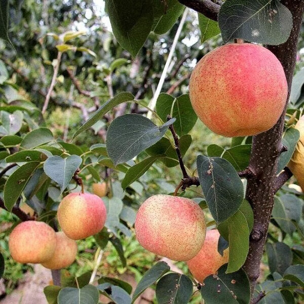 北方温带水果图片