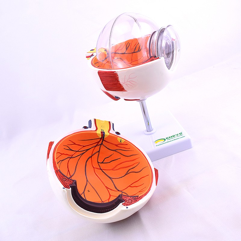 enovo颐诺版医学人体眼球解剖模型眼睛结构模型结构眼睛眼球眼角膜