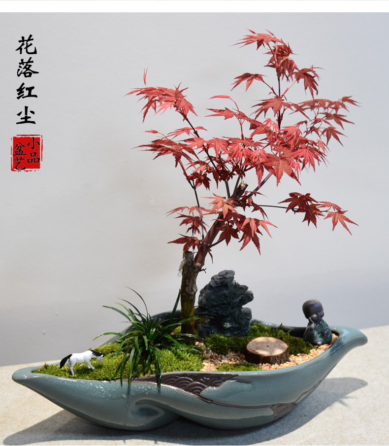 红枫盆景矮化老桩植物盆栽红叶枫树书房室内四季好养绿植花卉醉染红枫