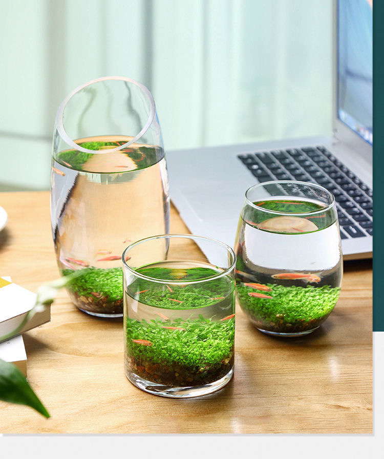 【京选好货】养鱼杯 养鱼水草植物免不换水鱼缸微景观迷你生态鱼瓶