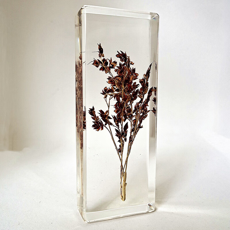 新款真实昆虫标本树脂包埋动物生物海星蝴蝶蜻蜓甲虫螳螂蝗虫鱼虾s