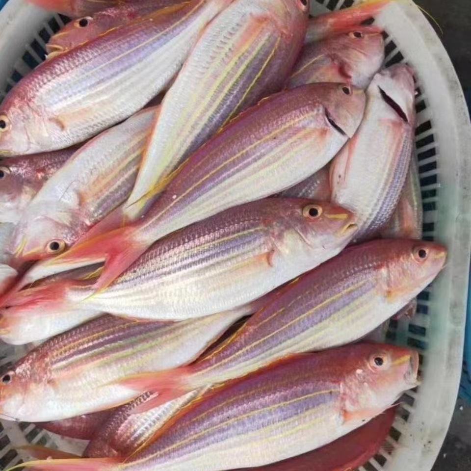 红杉鱼新鲜去肚冷冻鲜活水产金丝鱼海钓海捕金线批发去肚金丝鱼2斤6条