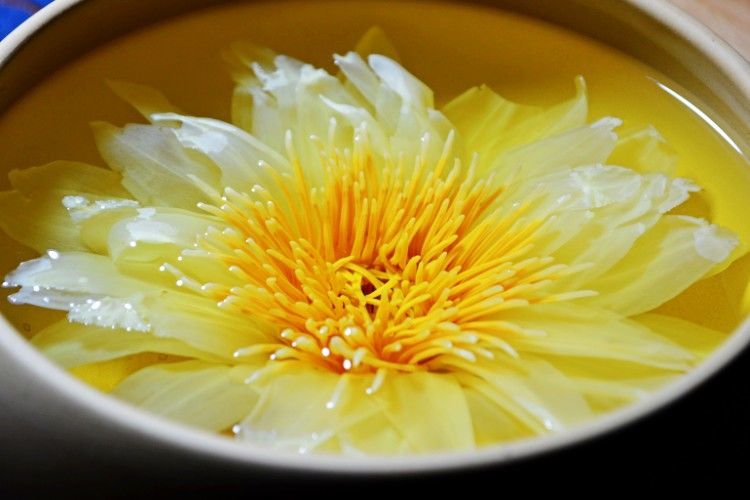 京力推荐莲花茶观音金莲花香水莲花茶九品香莲茶单朵花片鲜花茶a紫色