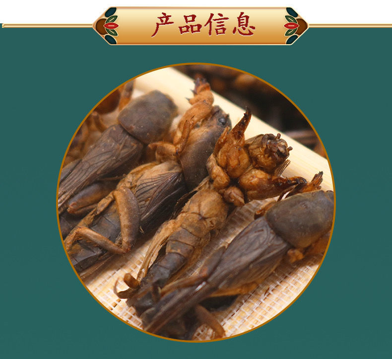 材2021新货蝼蛄蝼蛄干土狗天蝼50g无杂质无硫50克