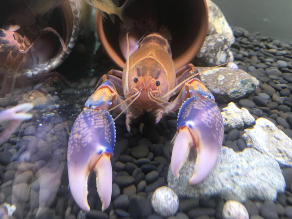 kjhgf鳌虾观赏虾人工天空蓝魔虾火山破坏者蓝魔虾冷水虾活体宠物火山