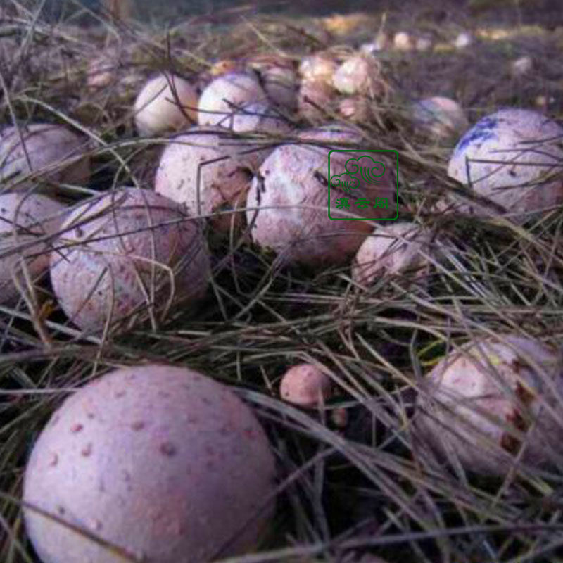 5折竹荪蛋1斤云南特产食用菌红托新鲜竹荪蛋花竹蛋餐厅酒店食材顺丰