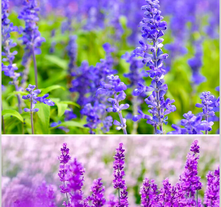 法国蓝(蓝)薰衣草50克【图片 价格 品牌 报价】-京东