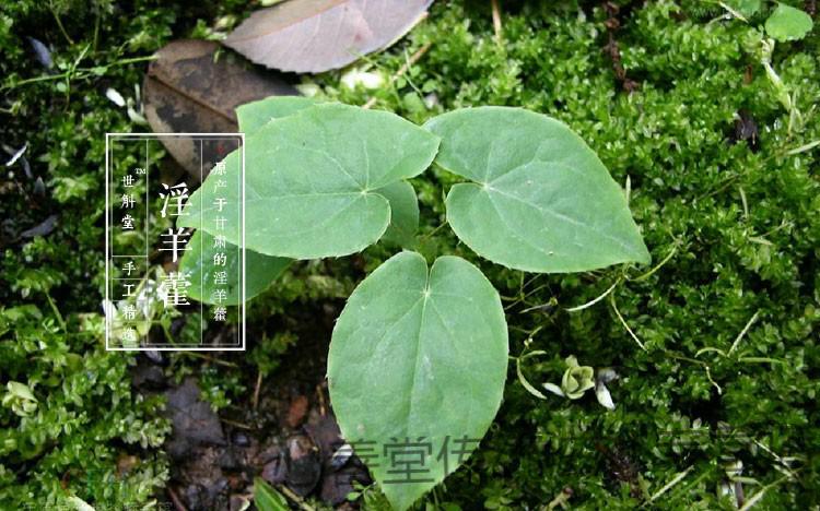 世斛堂淫羊藿叶三角包袋泡茶包客户定制新鲜中药材仙灵脾刚前淫羊藿叶