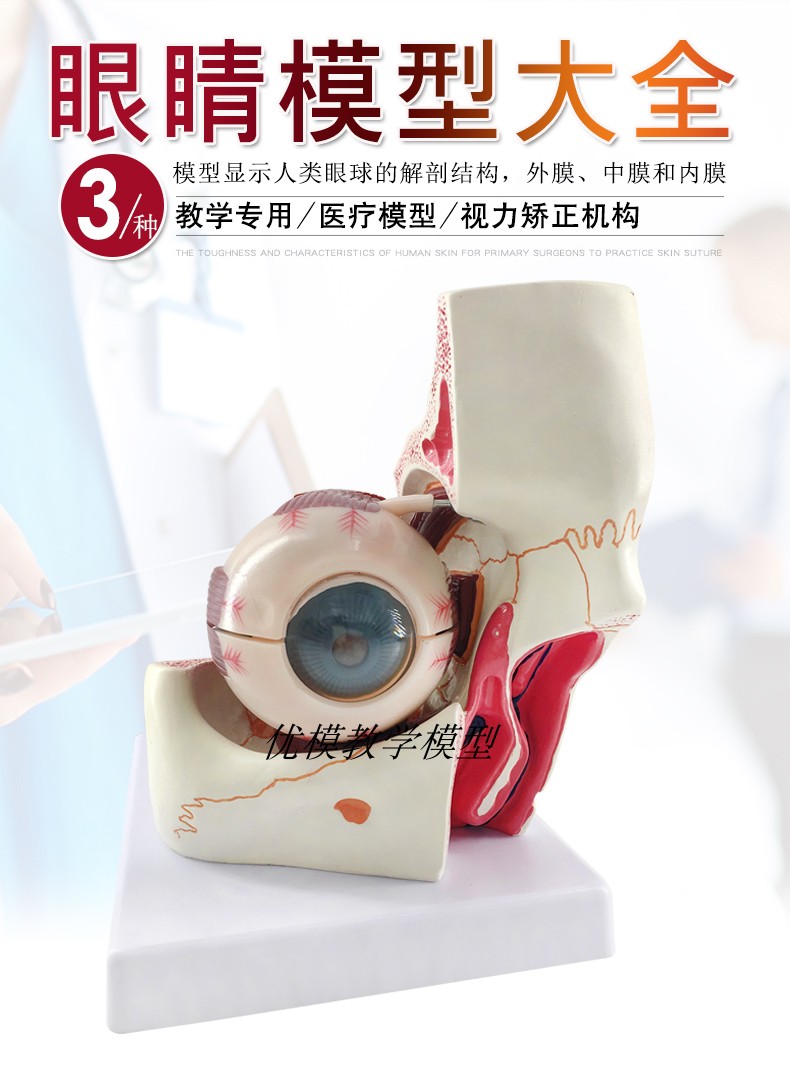 三倍大眼球模型版【图片 价格 品牌 报价】-京东