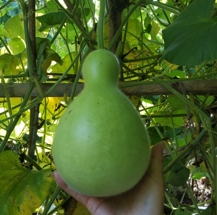 现货新鲜蒲瓜田蒲农家种植短瓠 瓠瓜 新鲜农家菜 葫芦瓜 10斤