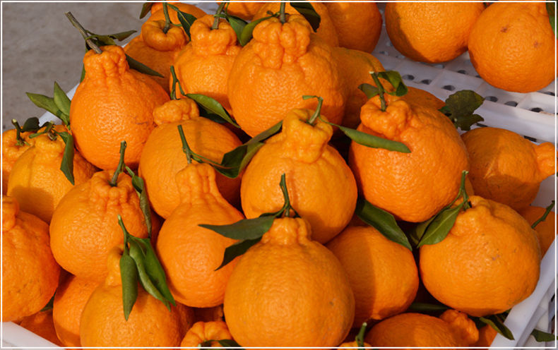 更多参数>>国产/进口:国产原产地:四川包装形式:简装品种:丑橘/不知火