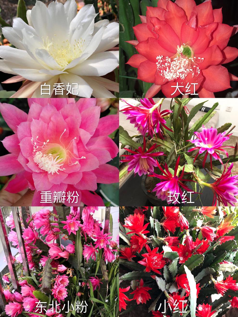 白色令箭荷花苗带根带花苞白香妃盆栽大叶小叶昙花嫁接室外内香味 中