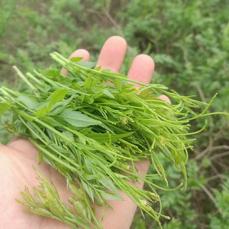 秋博源張家界野生莓茶龍鬚藤茶特產級湖南土家黴茶永順茶顯齒蛇葡萄