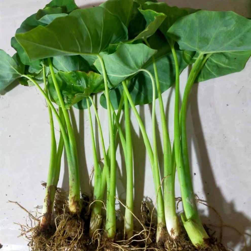 广菜苗贵州特产白芋荷菜苗现挖先发蒙禾绿植装饰酸汤蔬菜带泥发货 广