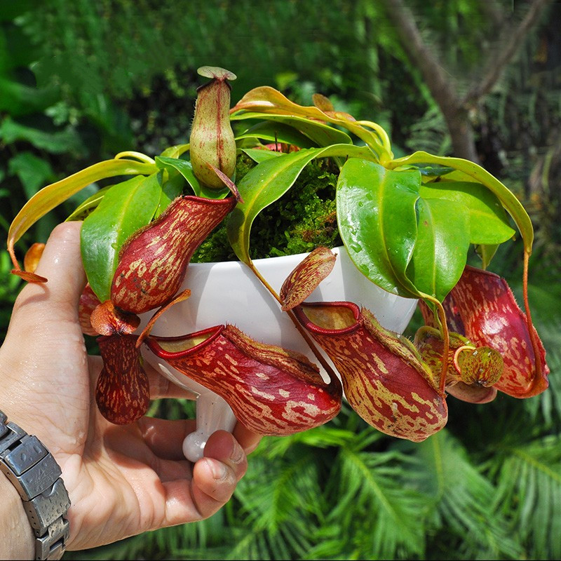 盆栽懒人盆驱蚊草捕蝇草甲醛室内种子非标定制 oimg 红宝石猪笼草s 储