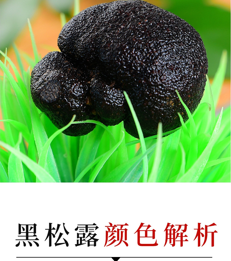 黑松露黑松露菌冰鲜野生成熟松露猪拱菌松茸直径3-5cm 云南特产块菌