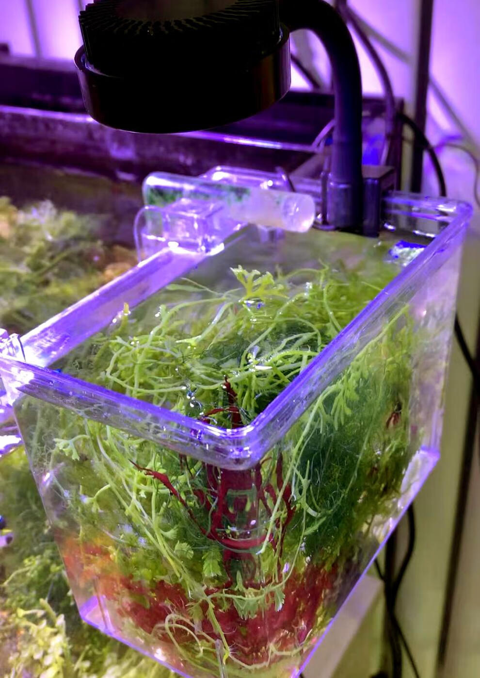 海缸外置藻盒 海水珊瑚缸外置藻盒海缸外挂式藻缸海水缸检疫隔离盒藻