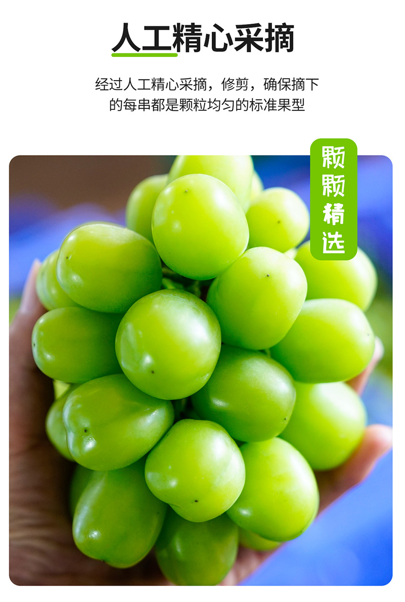顺丰现摘阳光玫瑰晴王香印青提新鲜水果当季无籽葡萄圣诞送礼孕妇宝宝