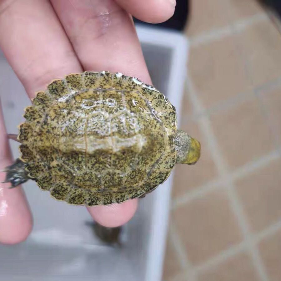 荣郁 日石苗纯种石龟宠物深水龟互动龟活体观赏龟日石龟冷水龟发色 全