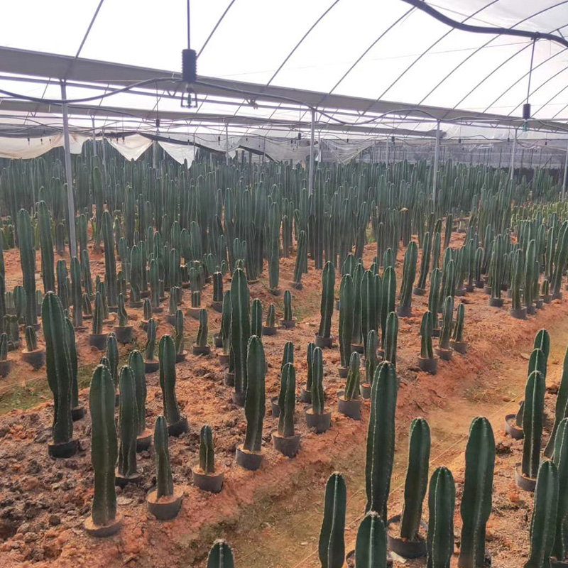 量天尺盆栽仙人柱龙凤柱仙人掌北欧客厅办公室绿植辐射多肉植物量天尺