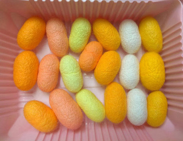 天然彩色蚕茧子蚕宝宝蚕卵吃桑叶红黄绿三色茧彩色蚕种金丝蚕宝宝