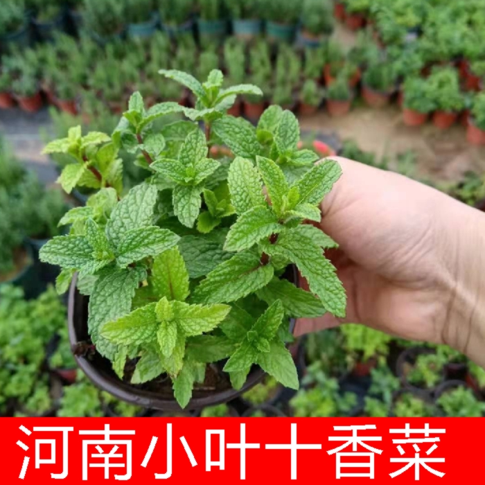 驱蚊草盆栽河南老家小叶大叶食用十香菜蒜汁捞面条香草植物薄荷 鱼七