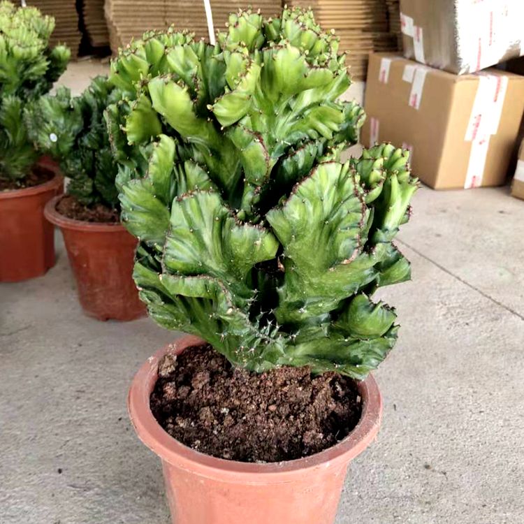 龙骨花龙骨树自家龙骨盆栽大植物龙骨花室内花开花不断霸王鞭玉麒麟仙