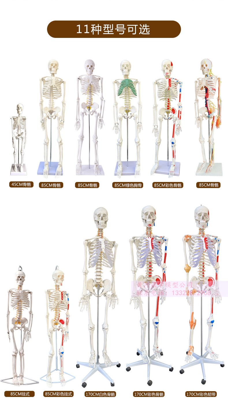 pgg4585170cm人体骨骼模型骨架人体模型成人小白骷髅教学脊椎全身170