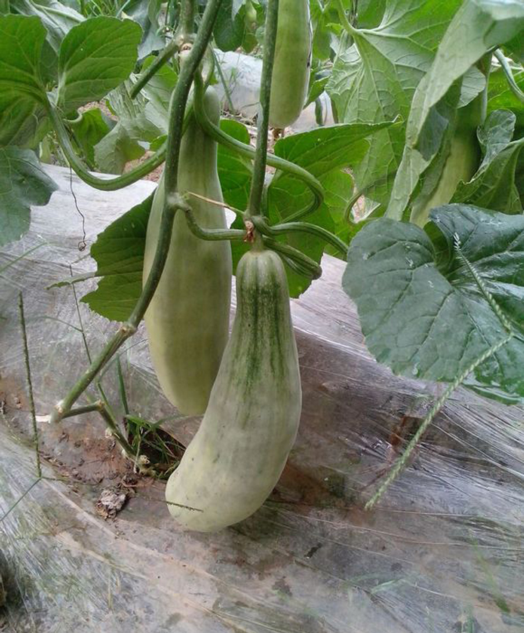 羊角蜜甜瓜種孑脆酥香瓜早熟高產甜度高陽臺菜園四季蔬果菜種子籽 綠