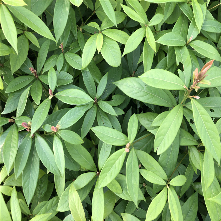 名贵木材树苗金丝楠木树苗四川小叶桢楠树苗金丝楠木苗盆栽地栽虎雀