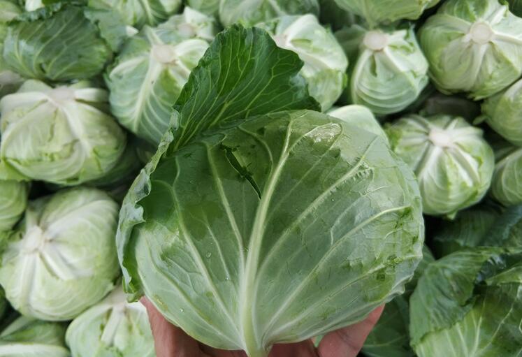 新鲜包菜湖北农家露天蔬菜卷心菜扁包菜圆包菜做酸辣泡菜 2500g【图片