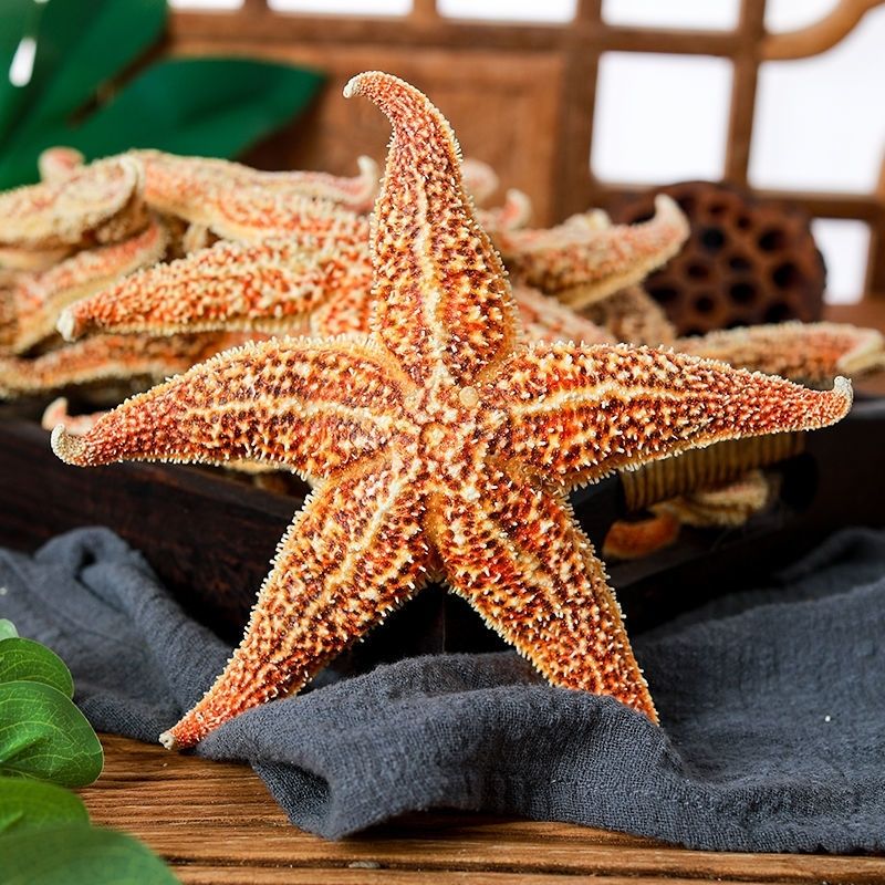 海星500大海五星食用干货20250克海盘车煲汤泡酒料非中材 250克 大