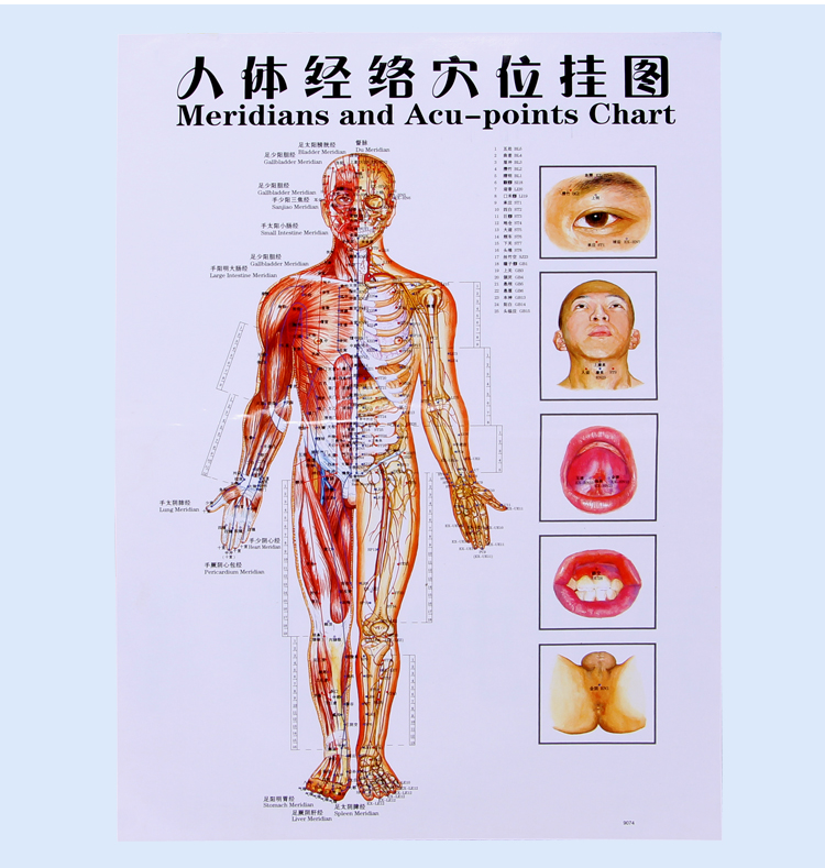 冀泓醫者意人體穴位圖人體經絡部位艾灸經穴部位圖人體經穴部位圖頭部