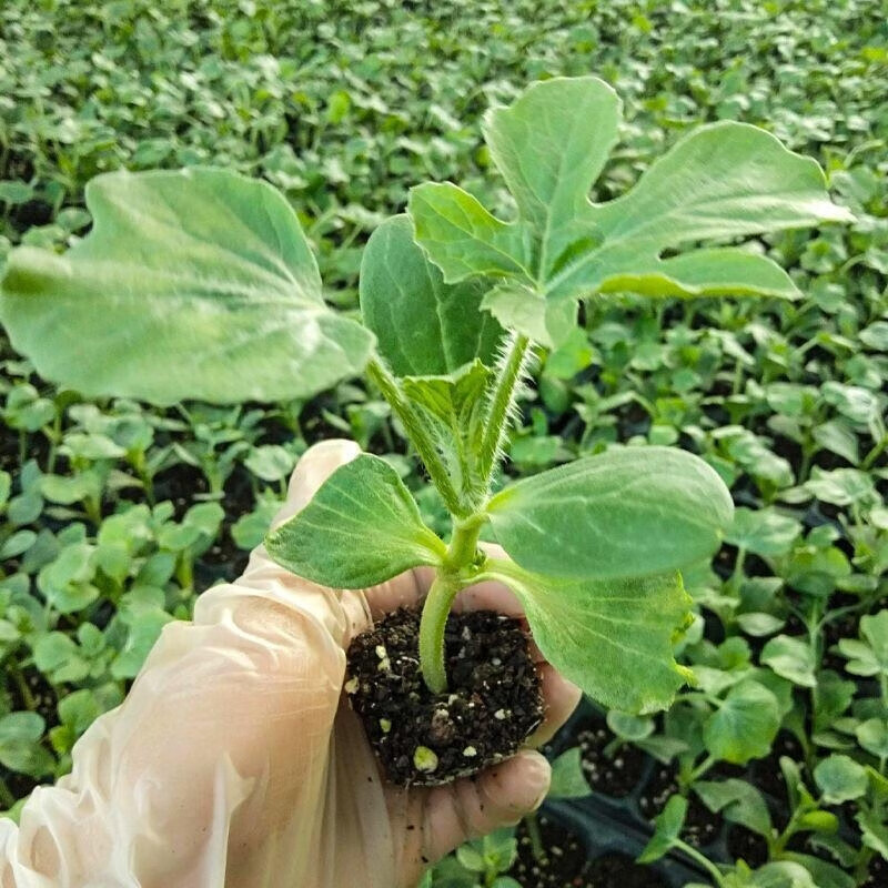 嫁接西瓜苗8424麒麟瓜早熟南方大棚春季种植西瓜苗秧阳台盆栽西瓜