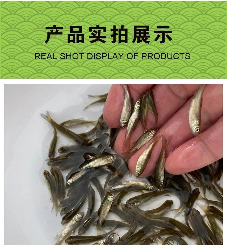 草魚魚苗淡水養殖食用純種水花活體大草魚苗皖大魚苗活魚苗23公分草